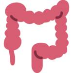 cólon